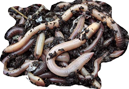 Earthworm Large Tub Reelfishing