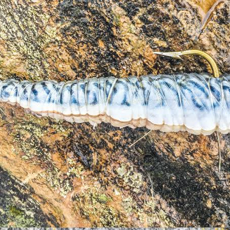 Best Sea Fishing Baits for Summer in the UK