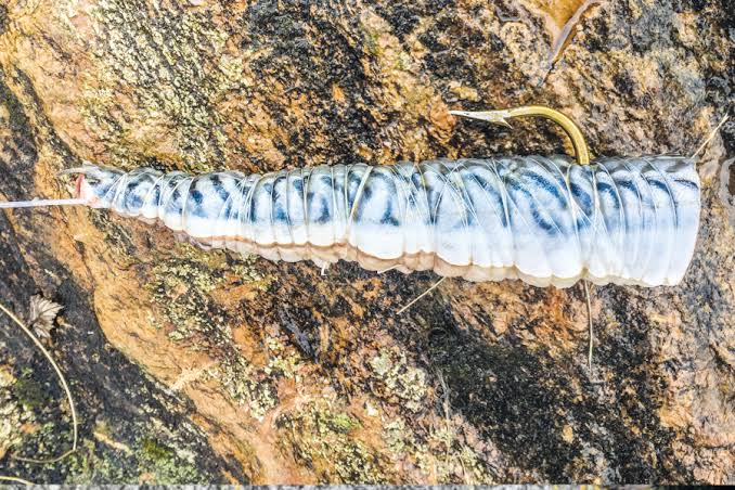 Best Sea Fishing Baits for Summer in the UK