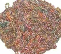 Fresh/Frozen Worm