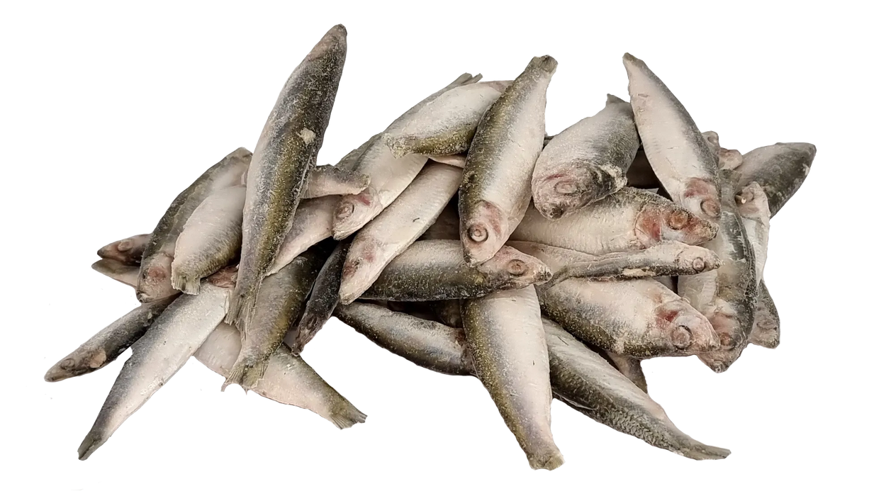 SeaFreeze Sprat Gold 8-10's