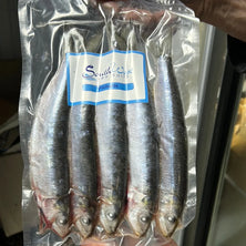 Southwest Pilchard Reelfishing