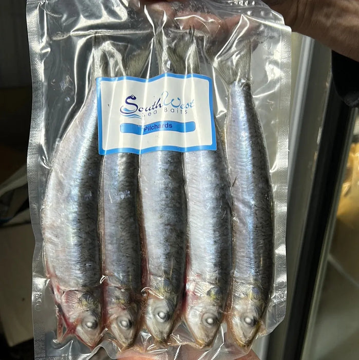 Southwest Pilchard Reelfishing