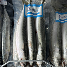 Southwest Mackerel 3's Reelfishing