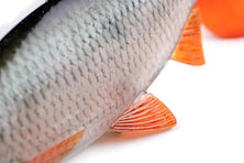 Fox Rage Ultra Naturals Replicant Roach