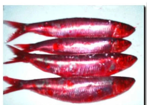 SeaFreeze Sardine Red 3-4's