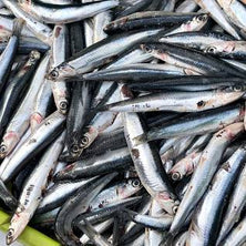 Riot Anchovy 5 pack Reelfishing