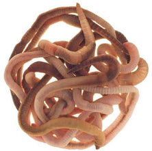 Earthworm Small Tub Reelfishing